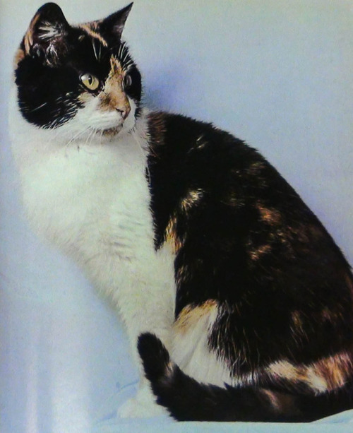 Today is National Pet Day! Be sure to spend some time with your favorite animal!(images from: Grace 