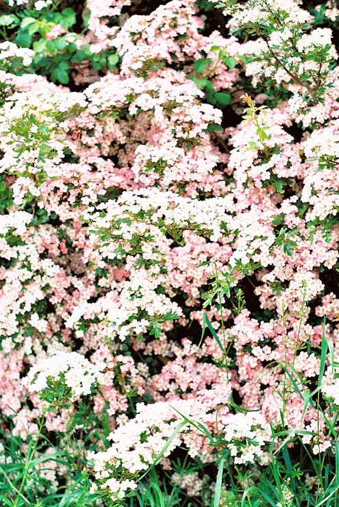emilyrose980:  I know you, i walked with you once upon a dream -sleeping beauty