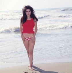 le-piu-belle:  Edwige Fenech