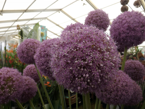 Hampton Court Flower Show 2016 porn pictures