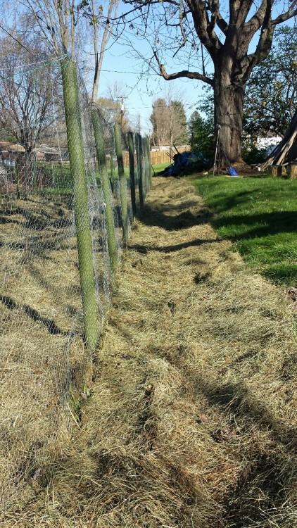 bambuita:MULCHED THE GARDEN WITH HAY!!! finally was able to head out to the garden and lay this hay 