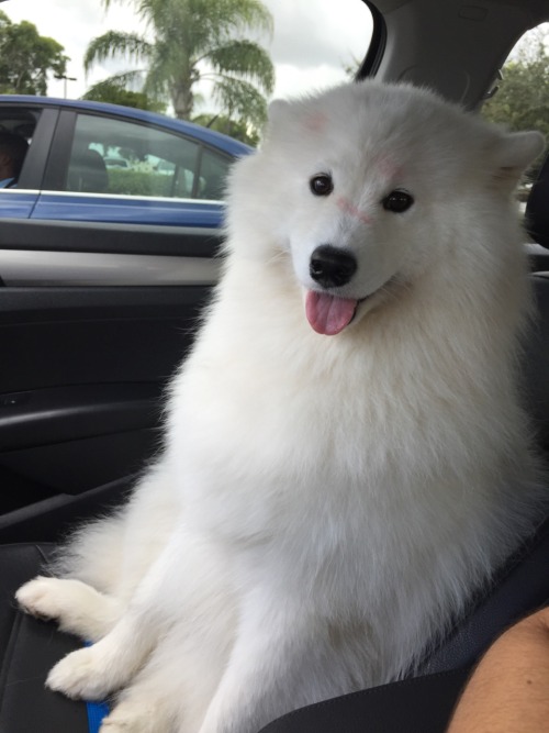 sammiethesamoyed: The pink on Sammie are my kisses