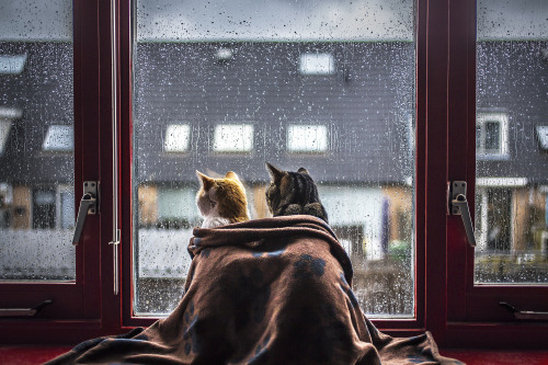 mostlycatsmostly:  felicity-berkleef:  Rain Rain Go Away!  https://www.instagram.com/felicity_berkleef/ 