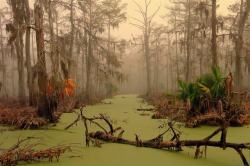 coolthingoftheday:A swamp in Louisiana. Perfect.