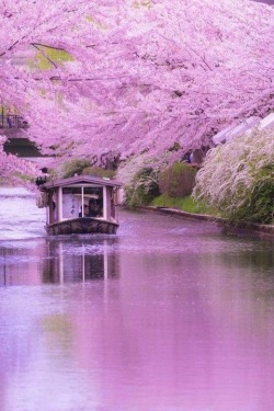 baptized-aliens:  sixpenceee:  Cherry Blossom in Kyoto, Japan  @zaidimas