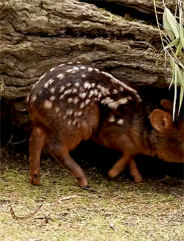 Newborn Pudu Fawn Named Petal Via The San Diego Zoo