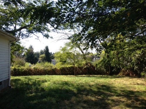 floweringplants:two focus points of the backyard