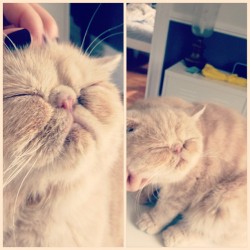 belafontelavender:  So happy to be scratched 😽#adorable#cat#catlover #catsofinstagram#catstagram #cuddles#cutecat #cutenessoverload #cutie #exoticshorthair#exoticshorthaircat 