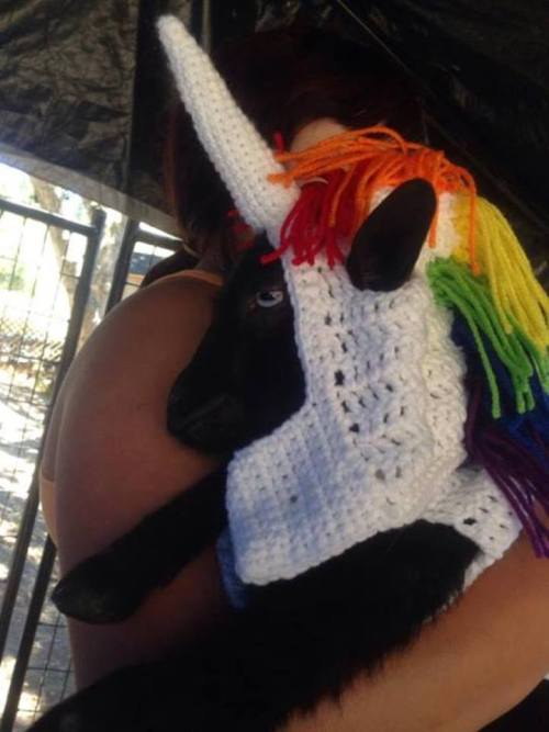 babygoatsandfriends: The mythical goaticorn Via brokenshovels and eltfarms