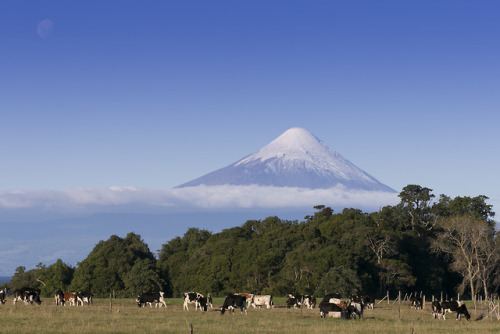 geologicaltravels:2016: I return, again, to Volcan Osorno (2652m) like an unrequited lover. 