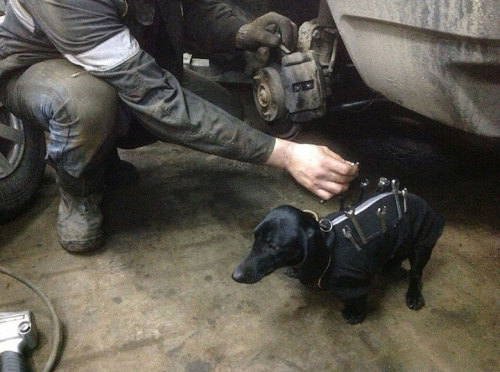 mymodernmet:  Adorable Tool-Dog is Man’s Best Assistant Who Helps Humans Fix Cars