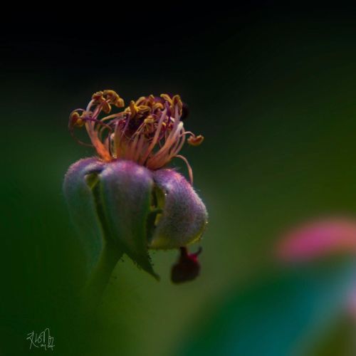 #floral_shots  #exquisitepics20_floral  #exquisitepics20_macro  #9vaga_flowerscolor9  #world_bestmac