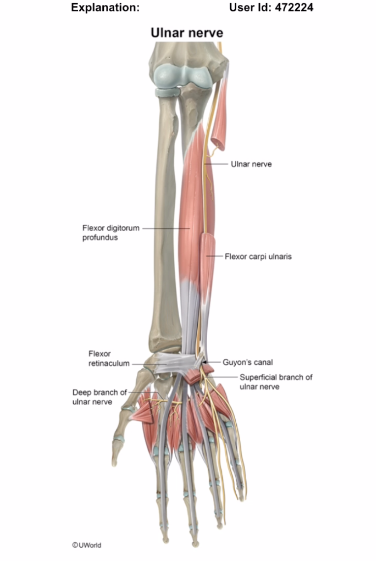 USMLE Notes - ulnar nerve