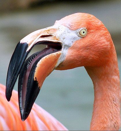 dimetrodone:  justnoodlefishthings:  wildlifemajor:  justnoodlefishthings:  justnoodlefishthings:  hey? flamingos are terrifying    Flamingos are the stupidist creatures ever. There’s nothing terrifying about them. Those teeth? Those act as filtration