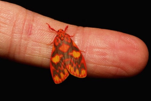 sinobug:MOTHS from Yunnan, ChinaClick on and scroll through images for individual IDs…..by Sinobug (