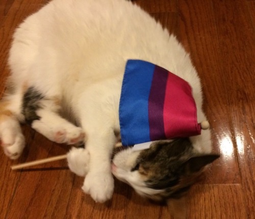 hattiecattie:
“Bisexual pride cat has graced your dash
”