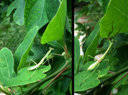 What a nice little praying mantis stretching on a sassafras tree.