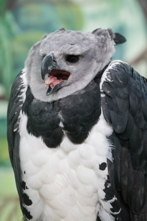 end0skeletal-undead:  Rare throughout its range, the harpy eagle is found from Mexico (almost extinct), through Central America and into South America to as far south as Argentina.   Photos 1 and 2 by Matthew Baldwin, Photo 3 by  ExarchIzain