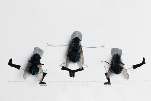 For many people, flies are disgusting creatures, especially when they are dead! for Swedish photogra