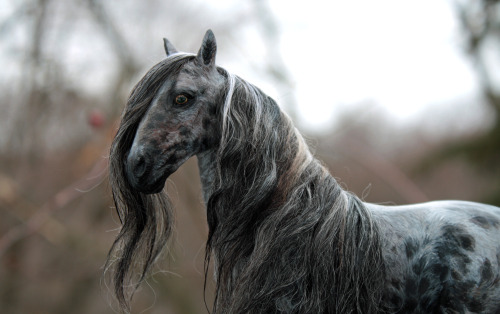 quequinoxart:  “Kismet” ooak appaloosa gypsy vanner horse sculpture. He is made from polymer clay over a wire and foil armature, and painted in acrylics. His hair is a blend of mohair.  He’s for sale on etsy! 