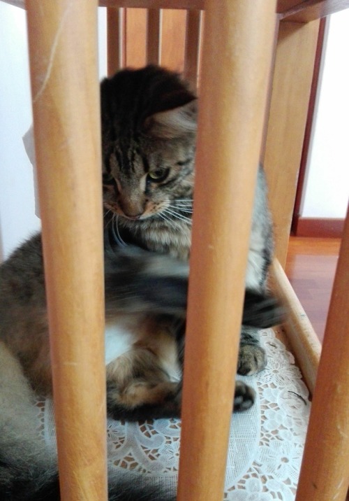 thebeanandbelashow:Bean is in whiny baby jail. Arrested for being too cute.