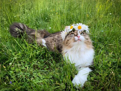 catsoverloaded:  My second midsummer cat!