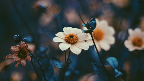 Classical Autumn Flowers