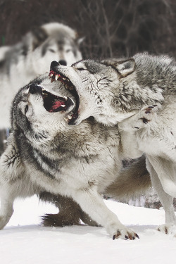 jessicarabbitsmind:  wegametight:  Rivalry | Wolfs  x