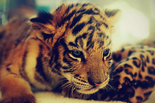 myloosememory:  Blue eyes♥ on We Heart It. 