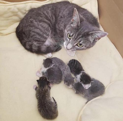 Porn photo dawwwwfactory:  Beautiful mom and her kittens