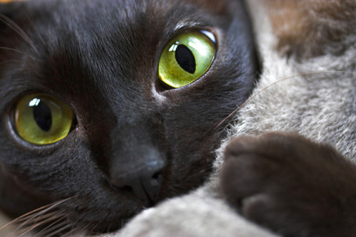 etherealkittys:Via reddit.com/r/supermodelcatsLook at those eyes