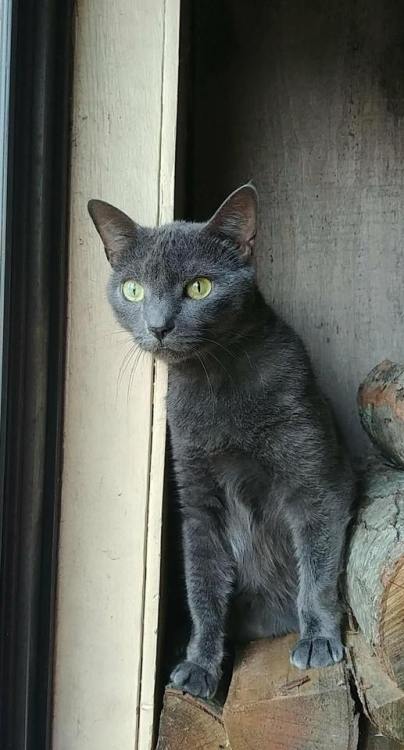 world-of-cats: Bluebelle