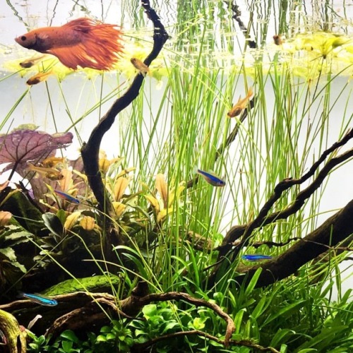 #aquascape #aquascaping #natureaquarium #freshwater #plantedtank #betta https://www.instagram.com/p/