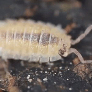 / / / / / / A Stimboard For Woodlice That Can NOT Roll Into A Little Ball For Mosswoodgrove !!