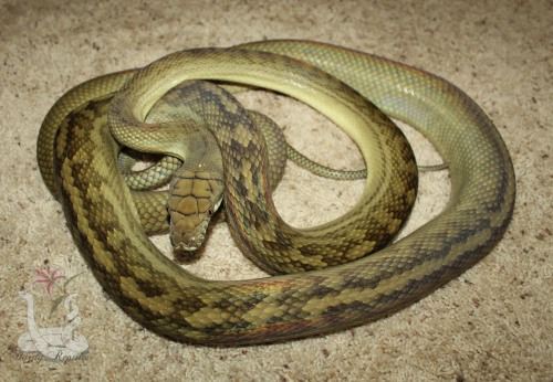 Fresh shed from Tali, and my hand for size comparison! Beautiful lady