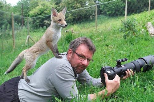 catsbeaversandducks:  The perks of being a wildlife photographer. 