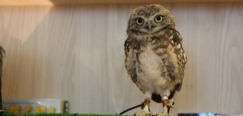 Interview with the Owner of Tori no Iru Cafe (&ldquo;The Cafe with Birds&rdquo;) in Tokyo&nb