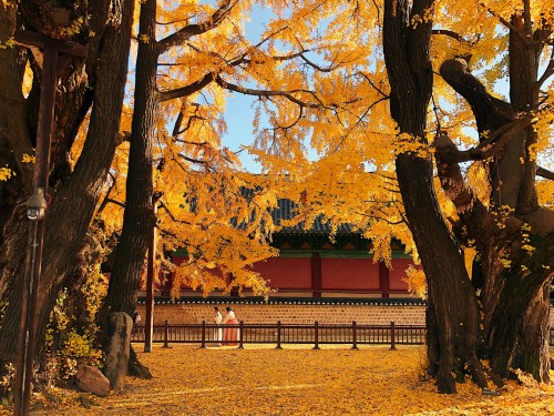 rjkoehler:Beautiful ginkgo trees at historic Sungkyunkwan University.