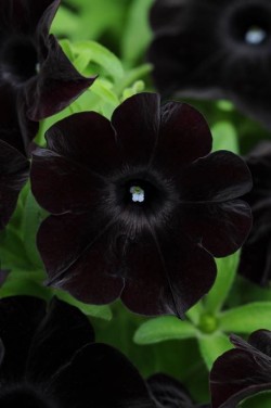 black flowers on Tumblr