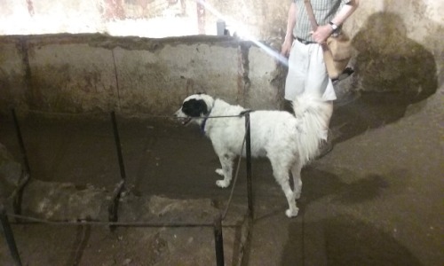 the amphitheater of capua. my group met a very friendly dog there named snoopy who accompanied us th