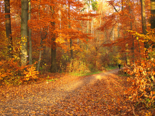 Sunny Afternoon in the Fall Forest by Batikart on Flickr.