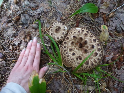 I don’t know what kind of mushrooms these are but they’re delightfully large and texture-y! I found 