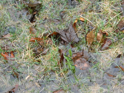 soaked-grass:my favorite thing is soaked grass