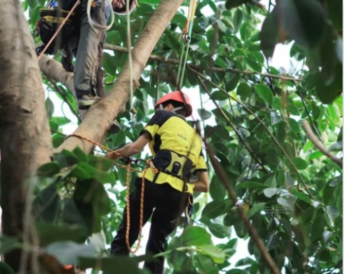 Tree Service Professionals