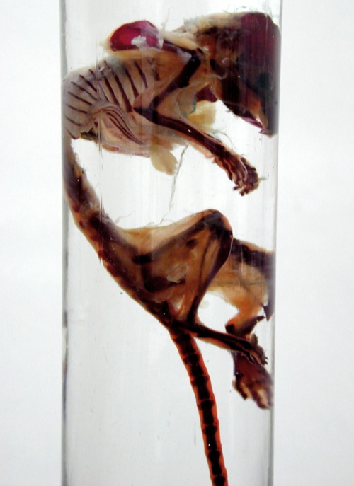 studiopollex:Fracture, diaphonized mouse specimen, 2013.