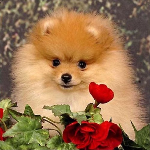 Cute Happy Pomeranian Dog