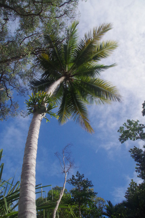 oceaniatropics:  staghorn fern (Platycerium hillii) growing on a coconut tree (Cocos nucifera), Lugg