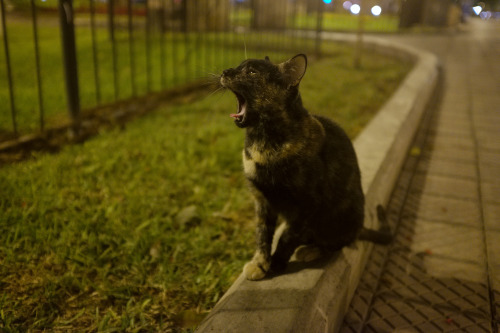 alanjamesart:There’s a cat park in downtown Lima, Peru that is as amazing as it sounds :3