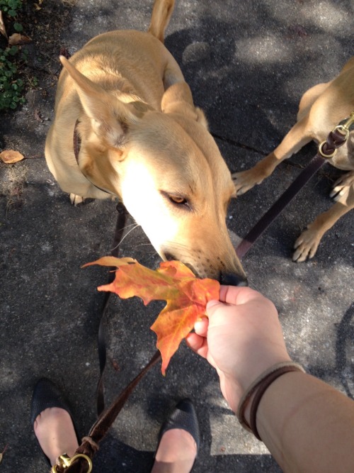 spookybreeze: streetdogmillionaires: LEAF HOLD LEAF HOLD LEAF HOLD EARS