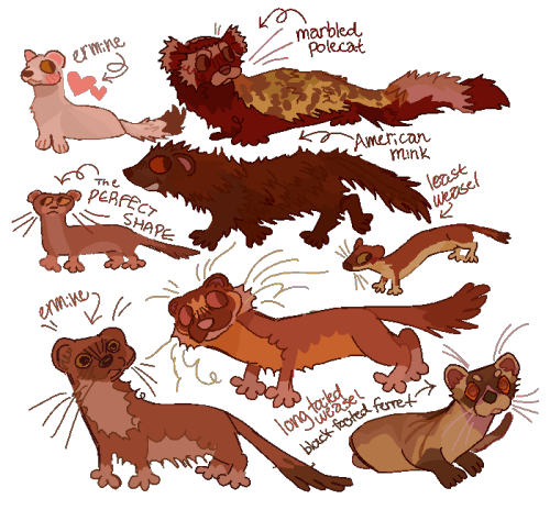 Close Ups Of Some Of The Weasels From My Last Post, Ft Transparent Background & Identifications!